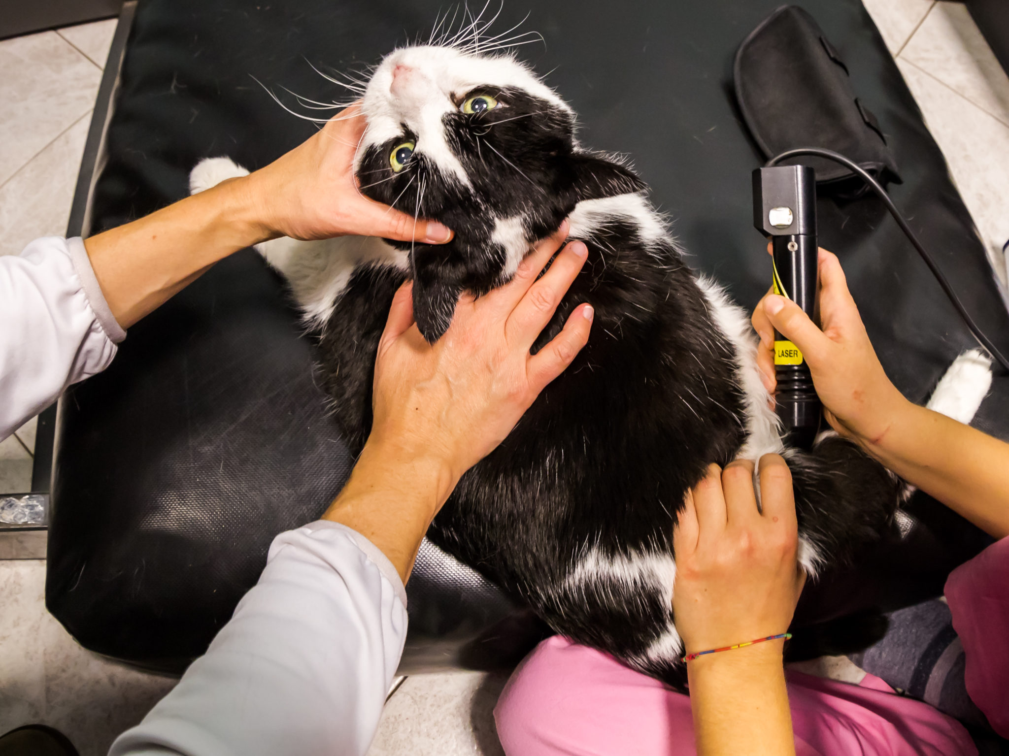 cat getting laser therapy scaled