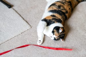 Cat ate ribbon in Westville, IN
