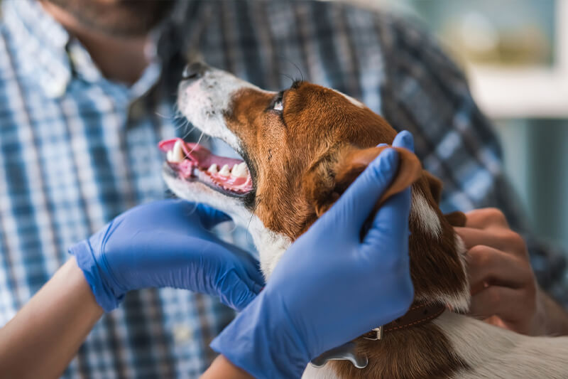 beagle being examined