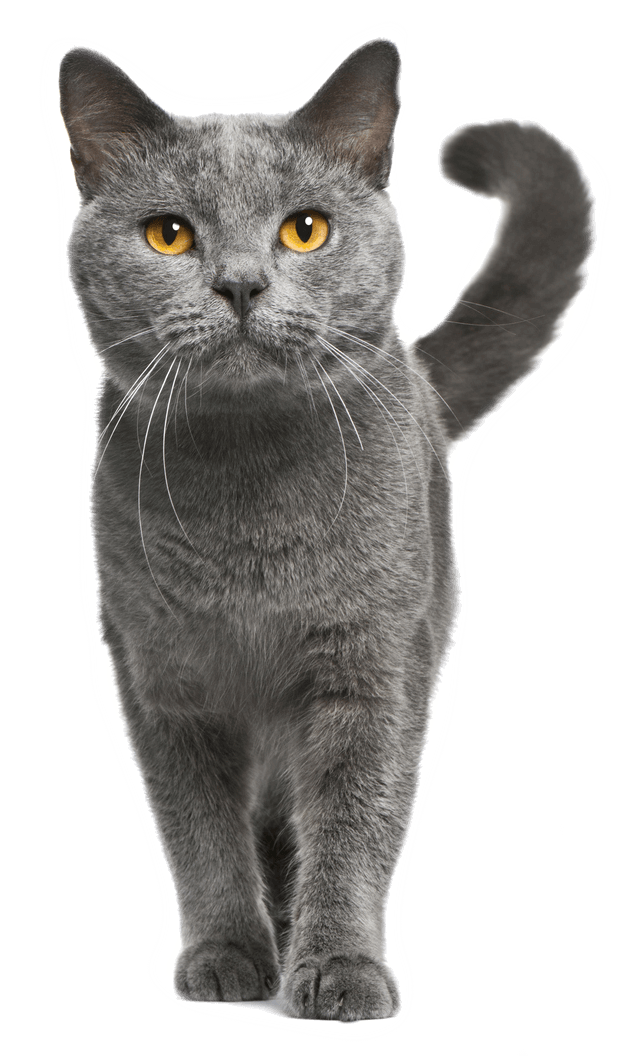 gray cat facing forward