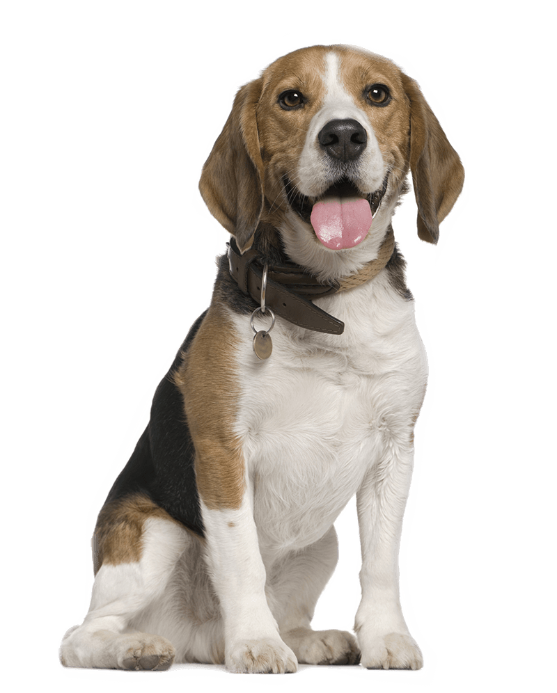 happy beagle