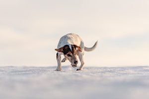 Frostbite on dog paws
